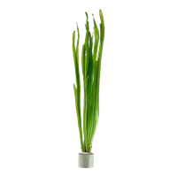Vallisneria americana 'Natans'
